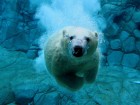 trumb_162816