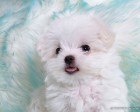 trumb_19162140