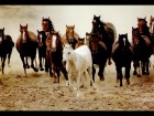 trumb_11171148