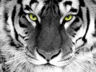 trumb_25183411