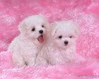 trumb_19162731