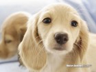 trumb_16224509
