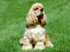 trumb_20114227