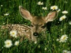 trumb_15184325