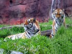 trumb_16170451