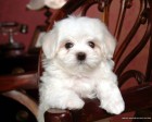 trumb_19161728