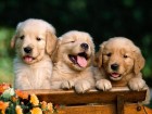 trumb_19145003