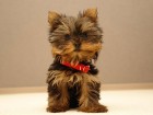 trumb_165116