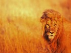 trumb_16172516