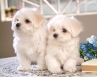 trumb_19161609