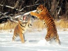 trumb_30232618