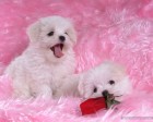 trumb_19163113
