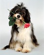 dog8