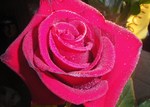 сорвала ее и поставила дома февраль2011