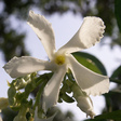 Jasmine