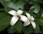 jasmine_by_okenimak