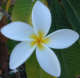 Jasmine-flower
