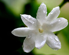 jasmine
