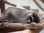 sleep