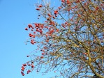 IMG_0819