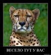 Весело у вас