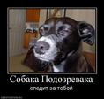 929949_sobaka-podozrevaka