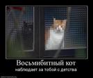 932221_vosmibitnyij-kot