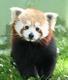 Cute-red-wallpaper-panda