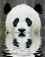Panda-cute-omg
