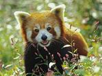 Red-panda