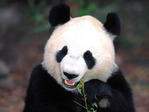 cute-panda