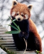 Red-cute-panda