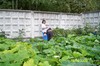 ежевичка)
