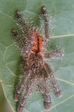 Avicularia bicegoi