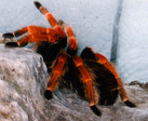 Brachypelma boehmei