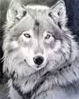176514112wolf