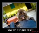 kto-zhe-voruet-gaz_IMGMhhiW1_image