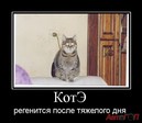 kote-vostanavlivaet-khels_IMGErgg7m_image