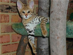 Jockocattree