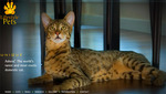 ashera-cat