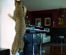 ashera-cat-1
