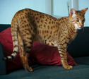 ashera-cat-5