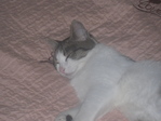 ZZZZZZZZZZZZZZZZZ