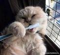cat_788[1]