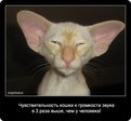 1284145630_cats_77