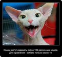 1284145687_cats_40
