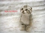 Ща порву