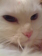 кот