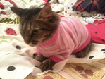 кошка Мышка