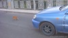 Убитый кот